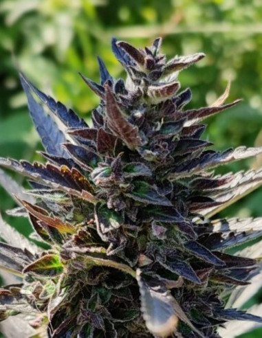 Auto Devil XXL Feminizowane (Gnomes Seeds)-Gnomes Seeds-GnomesGarden
