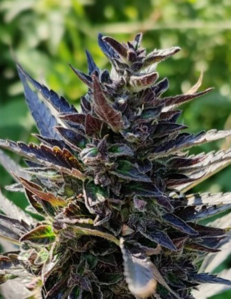 Auto Devil XXL Feminizowane (Gnomes Seeds)-Gnomes Seeds-GnomesGarden