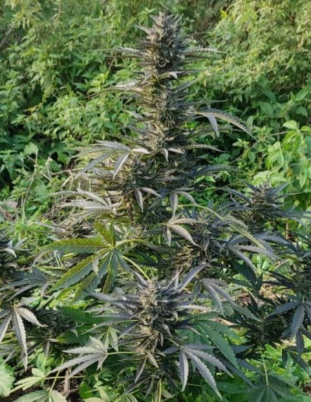 Auto Devil XXL Feminized (Gnomes Seeds)-Gnomes Seeds-GnomesGarden