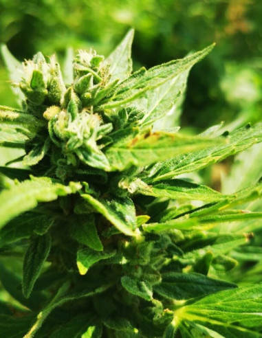 Auto Super Skunk Feminizado (Gnomes Seeds)-Gnomes Seeds-GnomesGarden