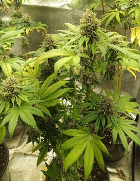 Gorilla Glue Feminized (Gnomes Seeds)-Variety of the week -50%-GnomesGarden