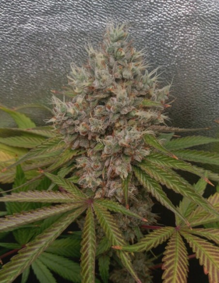 Black Demon OG Feminisiert (Gnomes Seeds)-Gnomes Seeds-GnomesGarden