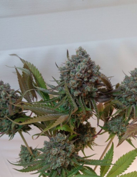 Black Demon OG Feminisiert (Gnomes Seeds)-Gnomes Seeds-GnomesGarden