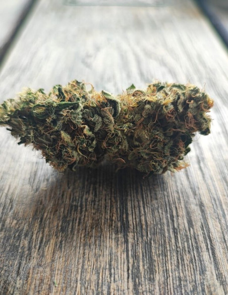 Girl Scout Cookies Feminizowane (Gnomes Seeds)-Gnomes Seeds-GnomesGarden