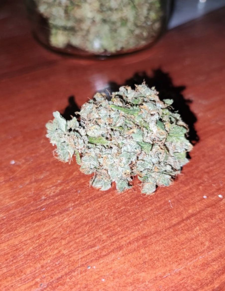 Girl Scout Cookies Feminizowane (Gnomes Seeds)-Gnomes Seeds-GnomesGarden