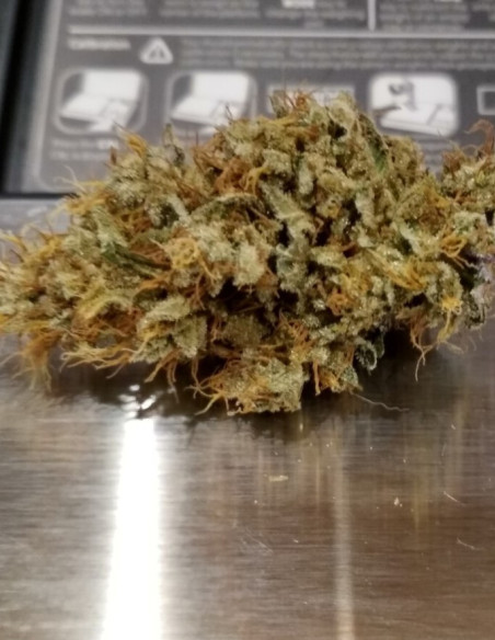 Citric Boom CBD Feminized (Gnomes Seeds)-Gnomes Seeds-GnomesGarden