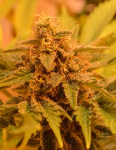 Shiskaberry x Candida CBD Fast Feminisiert (Gnomes Seeds)