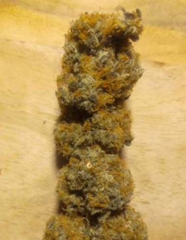 Bubble  Gum  Feminized (Gnomes Seeds)-Gnomes Seeds-GnomesGarden