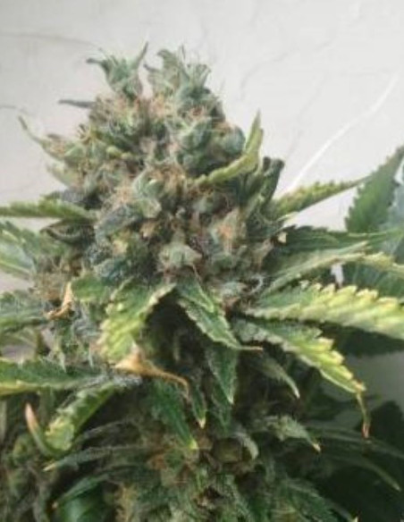 Super Skunk  Feminized (Gnomes Seeds)-Gnomes Seeds-GnomesGarden