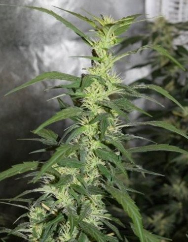 Power Plant  Feminizowane (Gnomes Seeds)