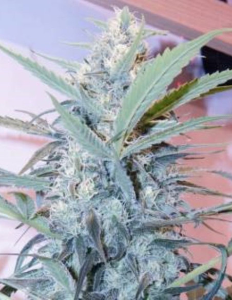 Chocolope Feminizowane (Gnomes Seeds)-Gnomes Seeds-GnomesGarden
