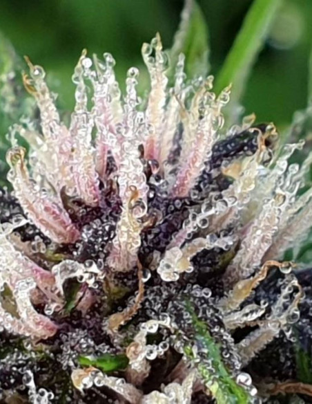 Auto Devil XXL Feminizowane (Gnomes Seeds)-Gnomes Seeds-GnomesGarden