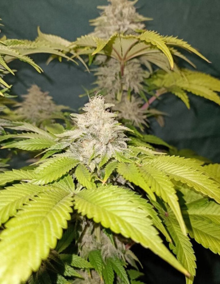 Strawberry Diesel Feminised (Gnomes Seeds)-Gnomes Seeds-GnomesGarden