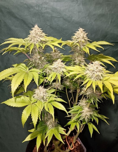 Strawberry Diesel Feminizowane (Gnomes Seeds)-Gnomes Seeds-GnomesGarden