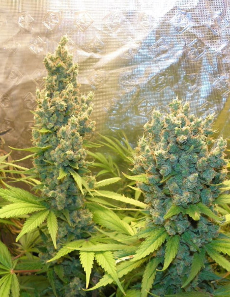 Triangle  Kush Feminized (Gnomes Seeds)-Gnomes Seeds-GnomesGarden