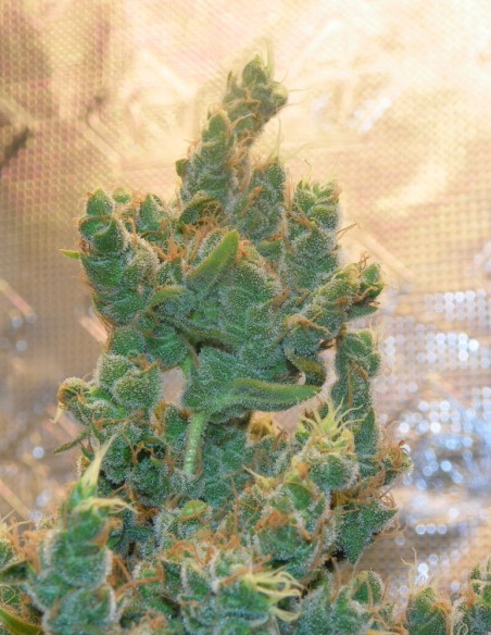Triangle  Kush Feminized (Gnomes Seeds)-Gnomes Seeds-GnomesGarden