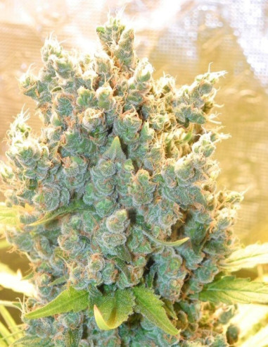 Triangle  Kush Feminized (Gnomes Seeds)-Gnomes Seeds-GnomesGarden