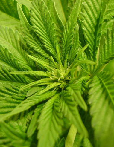 Blueberry x White Widow Feminized (Gnomes Seeds)-Gnomes Seeds-GnomesGarden