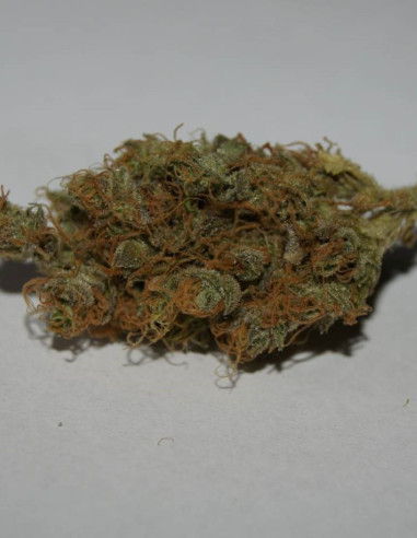AK 471 Feminizado (Gnomes Seeds)-Gnomes Seeds-GnomesGarden