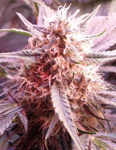 Bubble Gum Feminisiert (Gnomes Seeds)