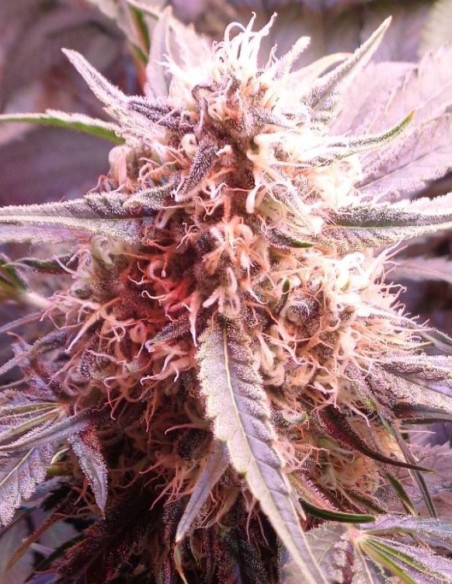 Bubble Gum Feminizowane (Gnomes Seeds)-Odmiana tygodnia -50%-GnomesGarden