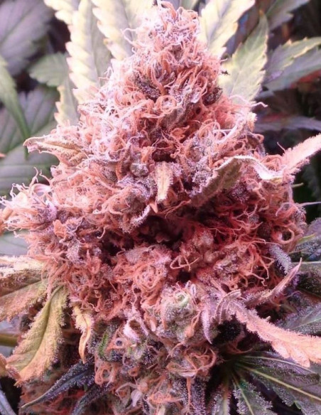 Bubble Gum Feminisiert (Gnomes Seeds)-Sorte der Woche -50%-GnomesGarden
