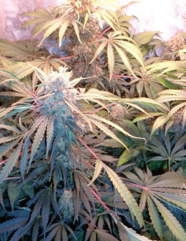 Bubble Gum Feminizowane (Gnomes Seeds)-Odmiana tygodnia -50%-GnomesGarden