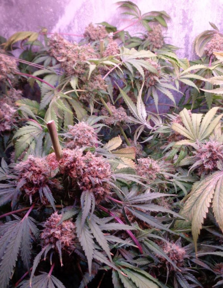 Bubble Gum Feminizowane (Gnomes Seeds)-Odmiana tygodnia -50%-GnomesGarden