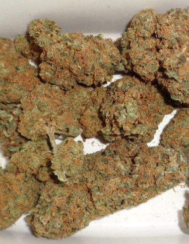 Bubble  Gum  Feminized (Gnomes Seeds)-Gnomes Seeds-GnomesGarden