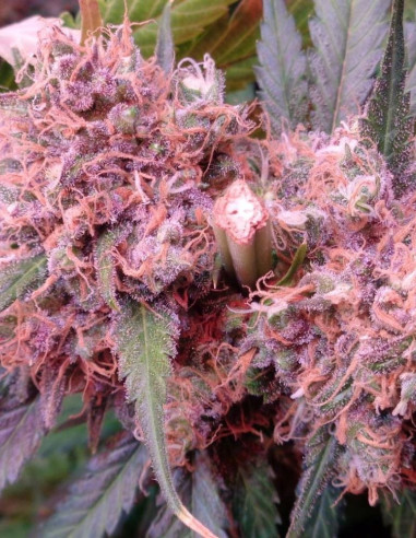 Bubble Gum Feminisiert (Gnomes Seeds)-Sorte der Woche -50%-GnomesGarden