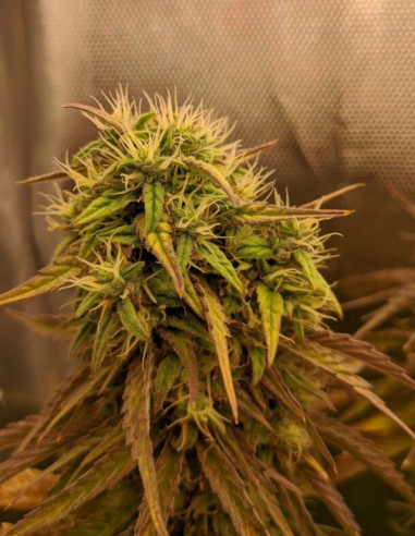 Grape Jam Feminized (Gnomes Seeds)-Gnomes Seeds-GnomesGarden