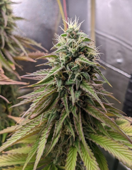 Grape Jam Feminized (Gnomes Seeds)-Gnomes Seeds-GnomesGarden