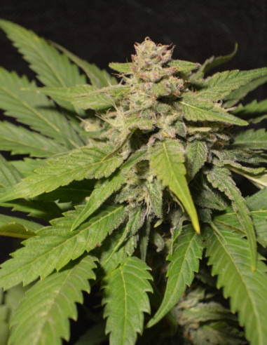 Fast Black Domina Feminized (Gnomes Seeds)-Gnomes Seeds-GnomesGarden