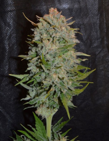 Fast Black Domina Feminized (Gnomes Seeds)-Gnomes Seeds-GnomesGarden