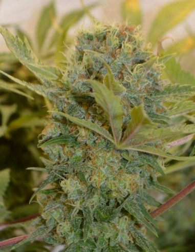 Chocolope Feminizowane (Gnomes Seeds)-Gnomes Seeds-GnomesGarden