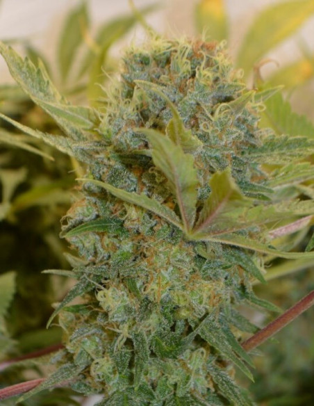 Chocolope Feminisiert (Gnomes Seeds)-Gnomes Seeds-GnomesGarden