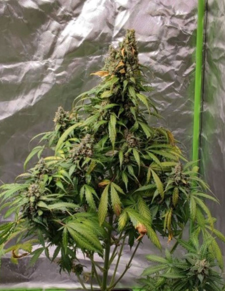 Auto Devil XXL Feminizowane (Gnomes Seeds)-Gnomes Seeds-GnomesGarden