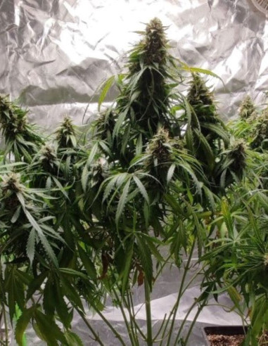 Auto Devil XXL Feminized (Gnomes Seeds)-Gnomes Seeds-GnomesGarden
