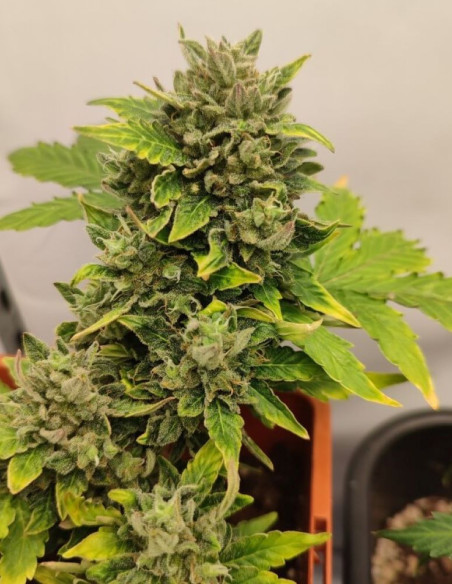 Auto Girl Scout Cookies Feminizowane (Gnomes Seeds)-Gnomes Seeds-GnomesGarden