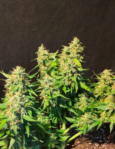 Auto Do-Si-Dos Feminized (Gnomes Seeds)-Gnomes Seeds-GnomesGarden