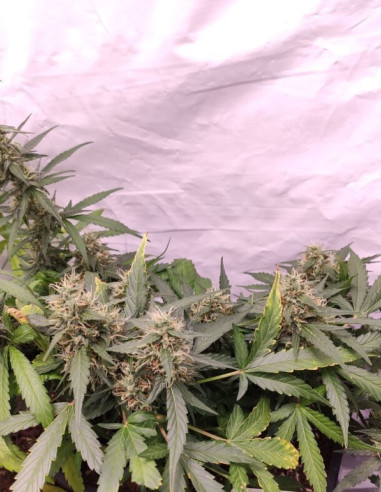 Auto Do-Si-Dos Feminized (Gnomes Seeds)-Gnomes Seeds-GnomesGarden