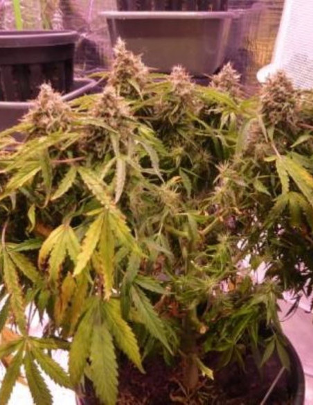 Auto Lemon Haze  Feminized (Gnomes Seeds)-Gnomes Seeds-GnomesGarden