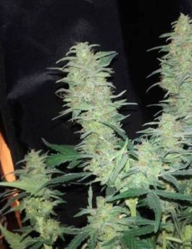 Auto Super Skunk Feminizado (Gnomes Seeds)-Gnomes Seeds-GnomesGarden