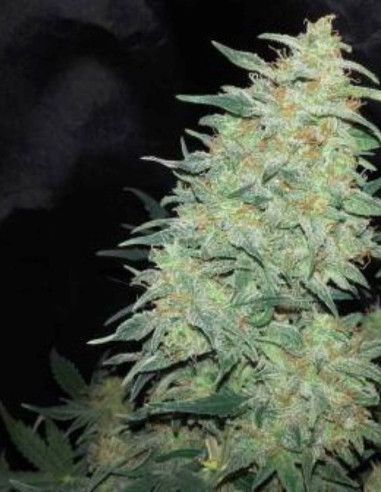 Auto Super Skunk Feminisiert (Gnomes Seeds)-Gnomes Seeds-GnomesGarden
