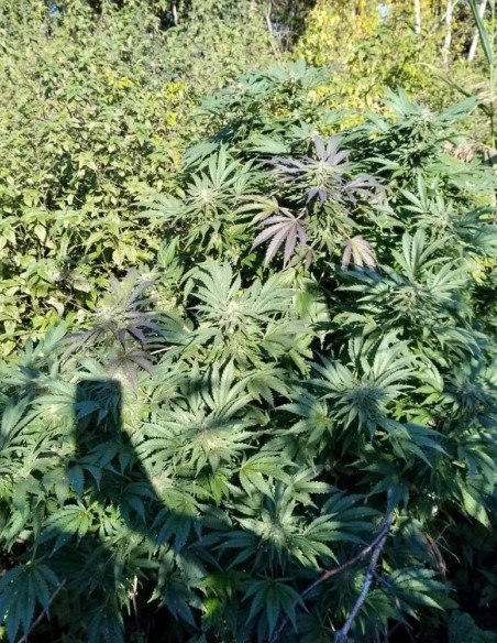 Fast Northern Lights Feminisiert (Gnomes Seeds)-Gnomes Seeds-GnomesGarden