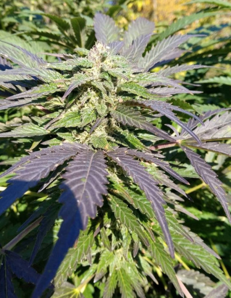 Fast Northern Lights Feminisiert (Gnomes Seeds)-Gnomes Seeds-GnomesGarden