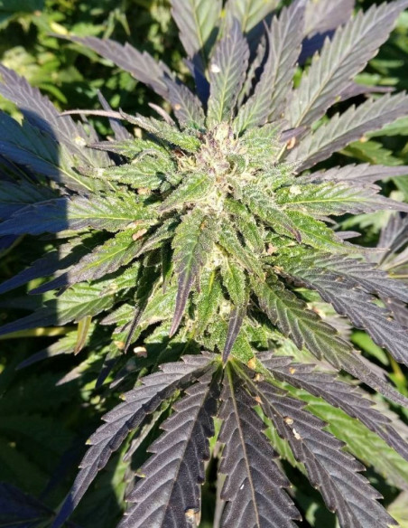 Fast Northern Lights Feminized (Gnomes Seeds)-Gnomes Seeds-GnomesGarden