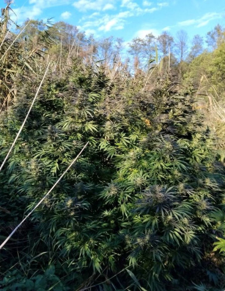 Unknown Kush Early Version Feminizowane (Delicious Seeds)-Delicious Seeds-GnomesGarden