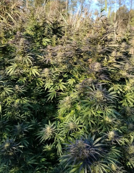 Unknown Kush Early Version Feminised (Delicious Seeds)-Delicious Seeds-GnomesGarden