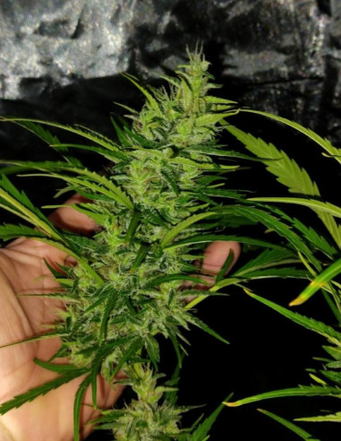 Auto Strawberry Mango Haze Feminisiert (Gnomes Seeds)-Gnomes Seeds-GnomesGarden